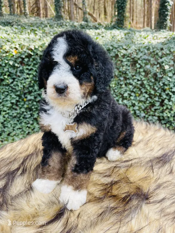 Black tri Female  – Bernedoodle puppy for sale in Cookeville, TN