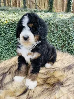 Black tri Female , a female Bernedoodle for sale in Cookeville, TN – Photo 2 of 9