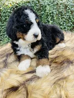 Black tri Female , a female Bernedoodle for sale in Cookeville, TN – Photo 3 of 9