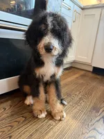 Bourbon “ Kid friendly “ raised with kids , a male Bernedoodle for sale in Cookeville, TN – 4 of 6