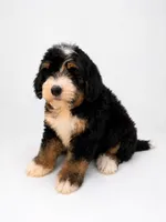 Bonny- Black Tri Female, a female Miniature Bernedoodle for sale in Cookeville, TN – 5 of 5