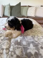 Bonnie- tri color , a female Miniature Bernedoodle for sale in Cookeville, TN – 5 of 7