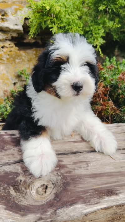 Frankie, a male Miniature Bernedoodle for sale in Cookeville, TN – 6 of 7