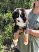 Jameson, a male Bernedoodle for sale in Cookeville, TN – 3 of 5