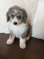 Toffee, a female Miniature Bernedoodle for sale in Cookeville, TN – 2 of 4