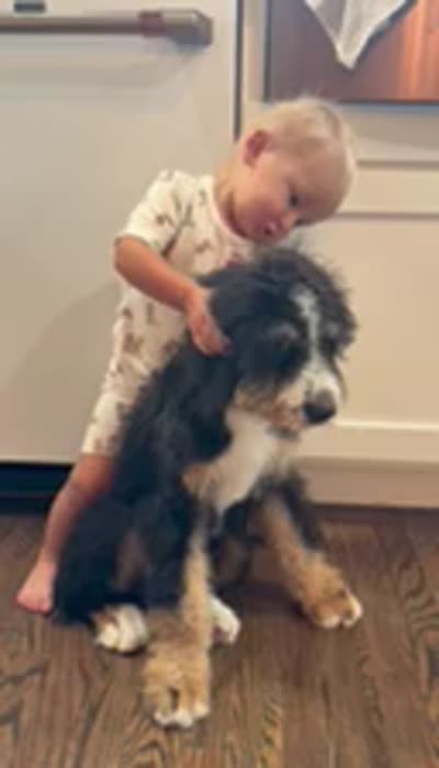 Bourbon “ Kid friendly “ raised with kids , a male Bernedoodle for sale in Cookeville, TN – 6 of 6