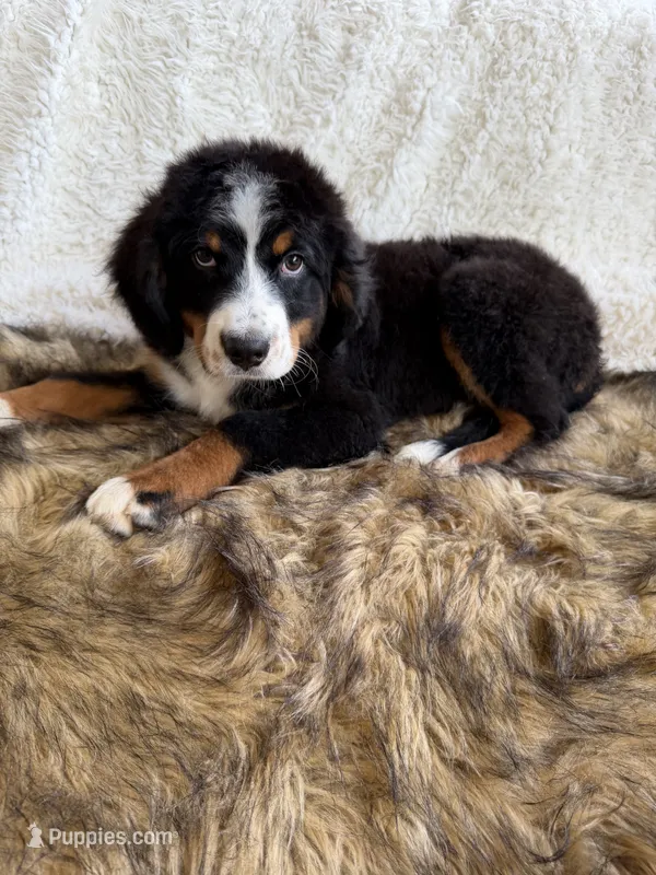 Whiskey ❤️ – Bernedoodle puppy for sale in Cookeville, TN