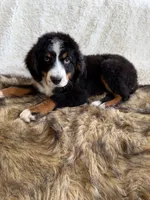 Whiskey ❤️, a male Bernedoodle for sale in Cookeville, TN – 1 of 8