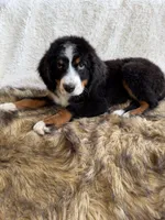 Whiskey ❤️, a male Bernedoodle for sale in Cookeville, TN – 2 of 8
