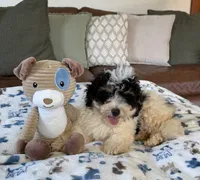 Benny - black tri color, a male Miniature Bernedoodle for sale in Cookeville, TN – 2 of 6