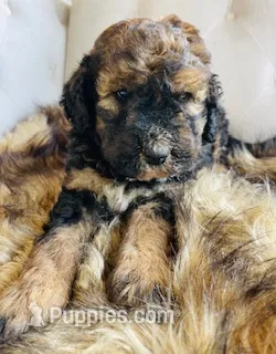 Lucy ❤️ red sable phantom tri color – Bernedoodle puppy for sale in Cookeville, TN