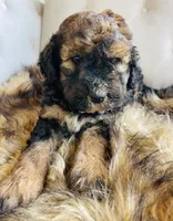 Lucy ❤️ red sable phantom tri color, a female Bernedoodle for sale in Cookeville, TN – 1 of 7