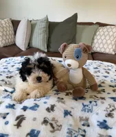 Benny - black tri color, a male Miniature Bernedoodle for sale in Cookeville, TN – 6 of 6