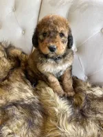 Rosie ❤️ Red sable tri color Bernedoodle, a female Bernedoodle for sale in Cookeville, TN – 5 of 7