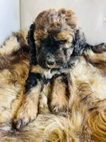 Lucy ❤️ red sable phantom tri color, a female Bernedoodle for sale in Cookeville, TN – 4 of 7