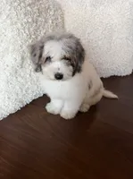 Maple , a female Miniature Bernedoodle for sale in Cookeville, TN – 7 of 8