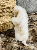 processed/260b4456-4bdd-4d7b-aa9d-e9ed6643b6a4/listing/4ac8c926-1e38-4165-beac-f9fc6890947e/ccc01b4a-c72f-422a-b7df-8baedbe323cd