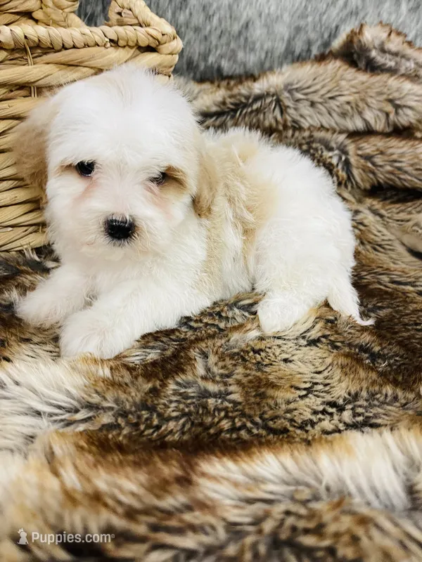 Dior- red and white mini