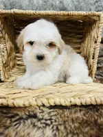 processed/260b4456-4bdd-4d7b-aa9d-e9ed6643b6a4/listing/4ac8c926-1e38-4165-beac-f9fc6890947e/fdb395e6-b0ad-4f82-bad2-70f3b847c535