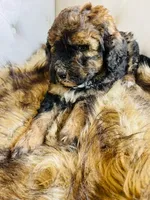 Lucy ❤️ red sable phantom tri color, a female Bernedoodle for sale in Cookeville, TN – 3 of 7