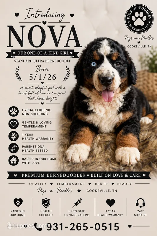 Nova- blue eye 💙 – Bernedoodle puppy for sale in Cookeville, TN