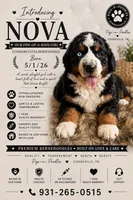 Nova- blue eye 💙, a female Bernedoodle for sale in Cookeville, TN – 1 of 2