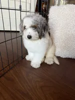 Maple , a female Miniature Bernedoodle for sale in Cookeville, TN – 2 of 8