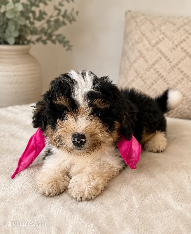 Reese- tri color  – Miniature Bernedoodle puppy for sale in Cookeville, TN