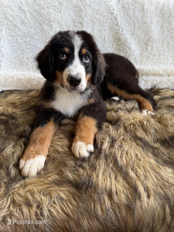 Jameson – Bernedoodle puppy for sale in Cookeville, TN