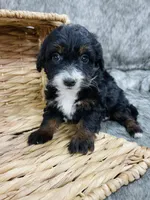 Molly black tri, a female Miniature Bernedoodle for sale in Cookeville, TN – Photo 4 of 6