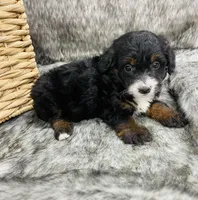 Molly black tri, a female Miniature Bernedoodle for sale in Cookeville, TN – Photo 2 of 6