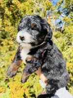 Molly black tri, a female Miniature Bernedoodle for sale in Cookeville, TN – Photo 6 of 6