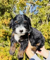 Molly black tri, a female Miniature Bernedoodle for sale in Cookeville, TN – Photo 5 of 6