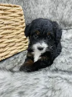 Molly black tri, a female Miniature Bernedoodle for sale in Cookeville, TN – Photo 3 of 6