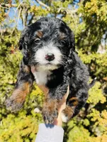 Molly black tri, a female Miniature Bernedoodle for sale in Cookeville, TN – Photo 1 of 6