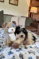 Benny - black tri color, a male Miniature Bernedoodle for sale in Cookeville, TN – 5 of 6