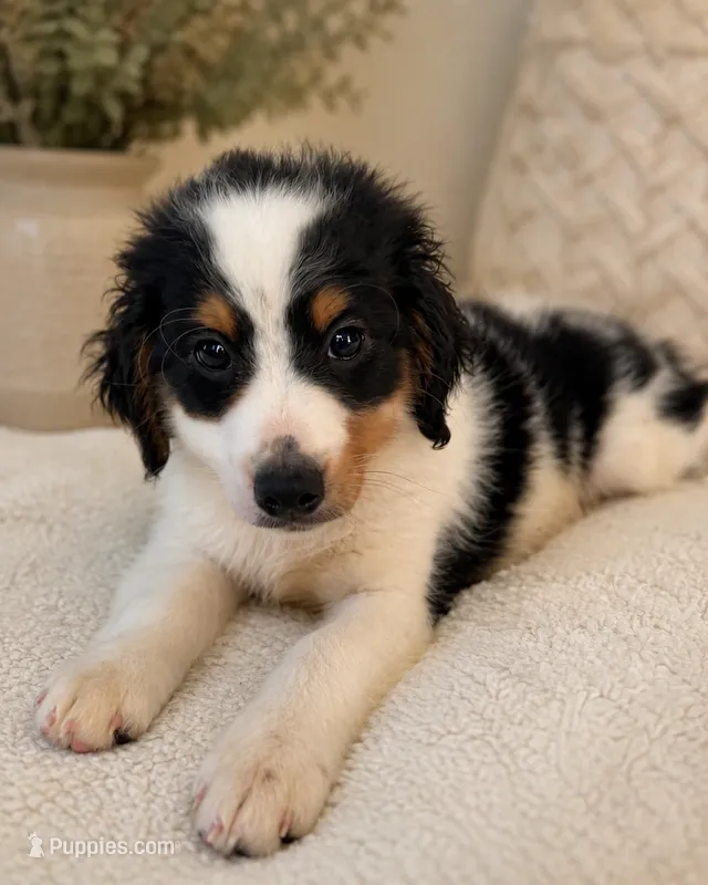 Rusty-black tri color – Miniature Bernedoodle puppy for sale in Cookeville, TN