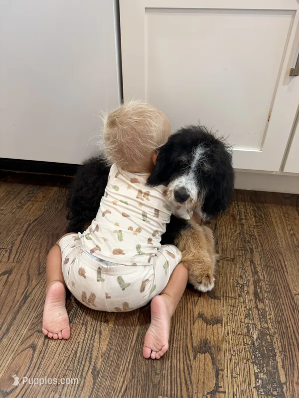 Bourbon “ Kid friendly “ raised with kids  – Bernedoodle puppy for sale in Cookeville, TN