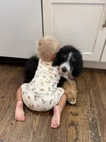 Bourbon “ Kid friendly “ raised with kids , a male Bernedoodle for sale in Cookeville, TN – 1 of 6