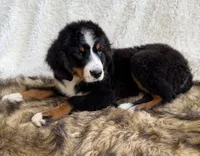 Whiskey ❤️, a male Bernedoodle for sale in Cookeville, TN – 4 of 8