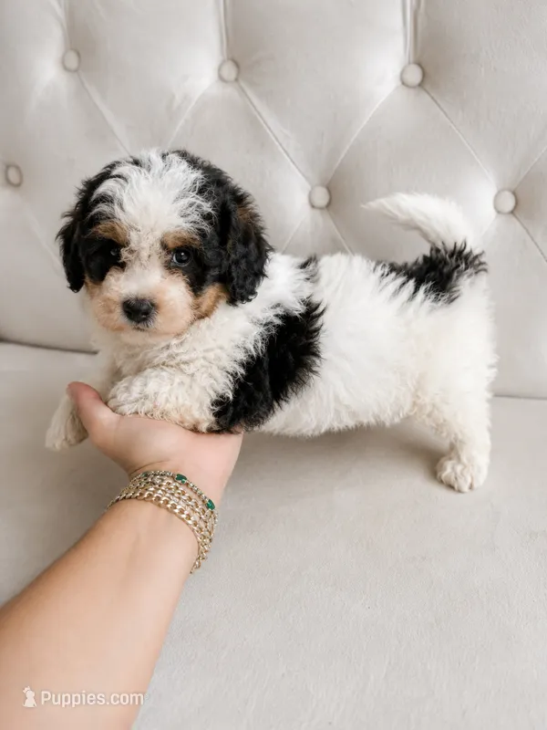 Apollo ❤️ mini Bernedoodle  – Miniature Bernedoodle puppy for sale in Cookeville, TN