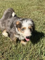 Cooper, a male Miniature Bernedoodle for sale in Cookeville, TN – 4 of 5