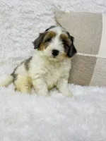 Clover “ blue eyed” blue merle, a male Miniature Bernedoodle for sale in Cookeville, TN – Photo 6 of 7
