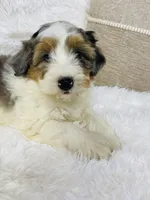 Clover “ blue eyed” blue merle, a male Miniature Bernedoodle for sale in Cookeville, TN – Photo 1 of 7
