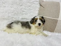 Clover “ blue eyed” blue merle, a male Miniature Bernedoodle for sale in Cookeville, TN – Photo 7 of 7