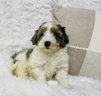 Clover “ blue eyed” blue merle, a male Miniature Bernedoodle for sale in Cookeville, TN – Photo 3 of 7