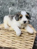 Clover “ blue eyed”, a female Miniature Bernedoodle for sale in Cookeville, TN – Photo 3 of 5