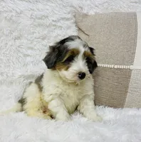 Clover “ blue eyed” blue merle, a male Miniature Bernedoodle for sale in Cookeville, TN – Photo 5 of 7