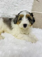 Clover “ blue eyed” blue merle, a male Miniature Bernedoodle for sale in Cookeville, TN – Photo 4 of 7