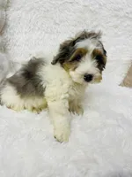 Clover “ blue eyed” blue merle, a male Miniature Bernedoodle for sale in Cookeville, TN – Photo 2 of 7